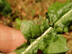 Liriomyza taraxaci