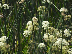 Cicuta maculata bolanderi