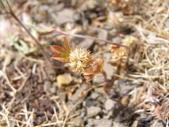 Trifolium retusum