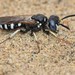 Philanthus politus - Photo (c) Riley Walsh, some rights reserved (CC BY-NC), uploaded by Riley Walsh
