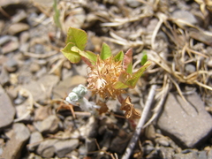 Trifolium retusum