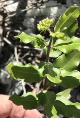 Asclepias curtissii
