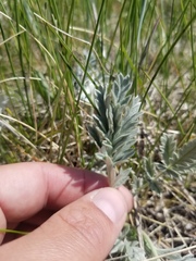 Potentilla effusa