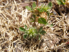 Trifolium retusum