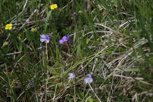 Pinguicula grandiflora
