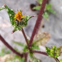 Helminthotheca echioides