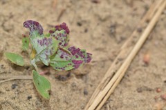 Norvellina chenopodii