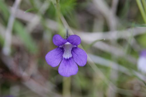 Pinguicula grandiflora