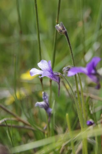 Pinguicula grandiflora