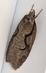 Semioscopis packardella
