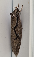 Semioscopis packardella