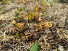 Trifolium retusum