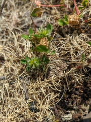 Trifolium retusum
