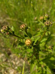 Pentanema asperum