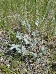 Potentilla effusa
