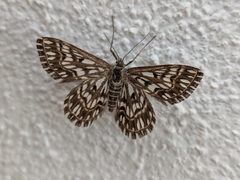 Cinglis andalusiaria