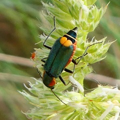 Clanoptilus marginellus