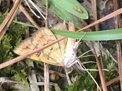 Hemeroplanis scopulepes