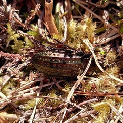 Carabus clatratus