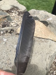 Corvus brachyrhynchos