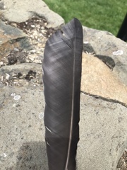 Corvus brachyrhynchos