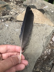 Corvus brachyrhynchos