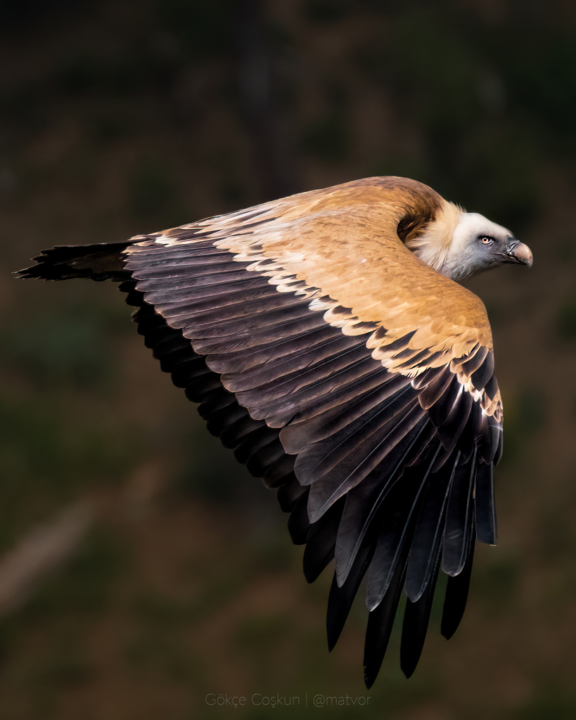 Eurasian Griffon photo