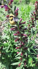 Bombus fervidus