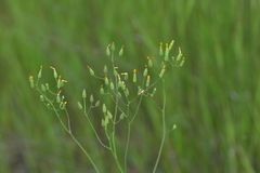 Crepis pulchra