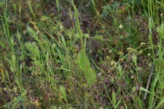 Crepis pulchra