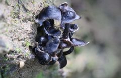 Mycena nargan