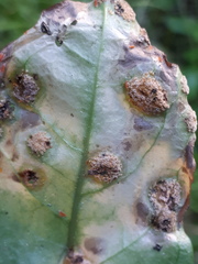 Puccinia dioicae silvatica