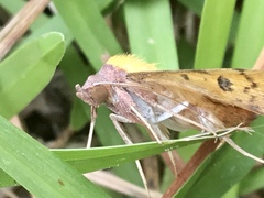 Hemeroplanis scopulepes