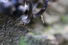 Mycena nargan