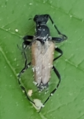 Brachyleptura
