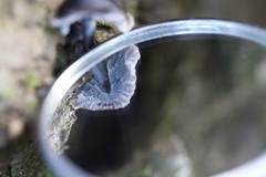 Mycena nargan