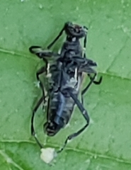 Brachyleptura