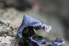 Mycena nargan