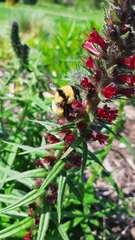Bombus fervidus