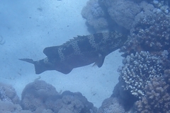 Plectropomus pessuliferus