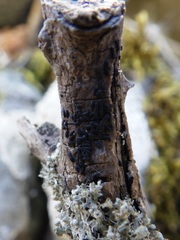 Hysterium angustatum