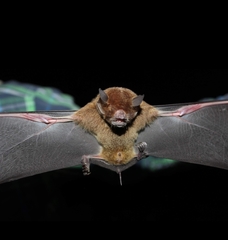 Pteronotus parnellii