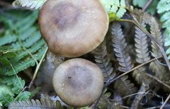 Armillaria fumosa