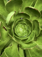 Aeonium arboreum arboreum