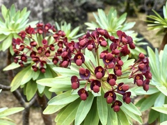 Euphorbia atropurpurea