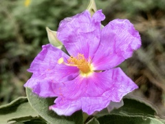 Cistus ocreatus image