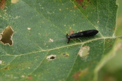Mystacides azureus