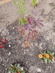 Magnoliopsida