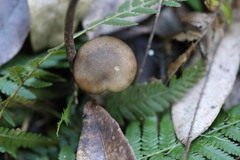 Armillaria fumosa