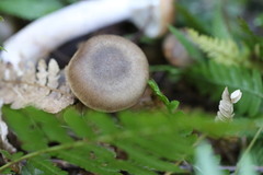 Armillaria fumosa